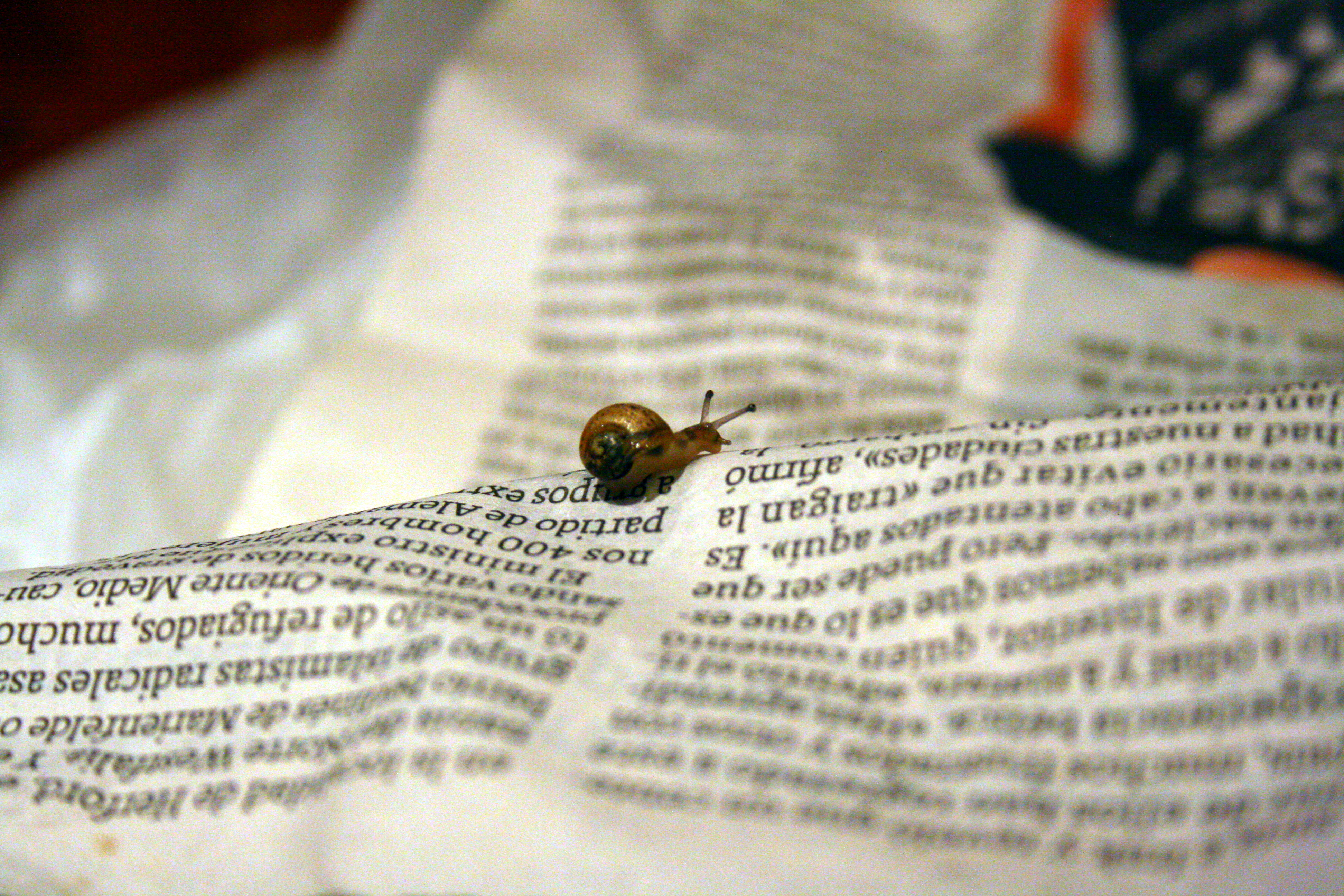 Te Libro de Todo Mal was the old blog's name, and this snail was called Jardiel.